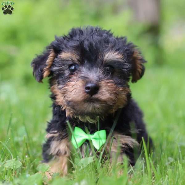 Benji, Yorkie Poo Puppy